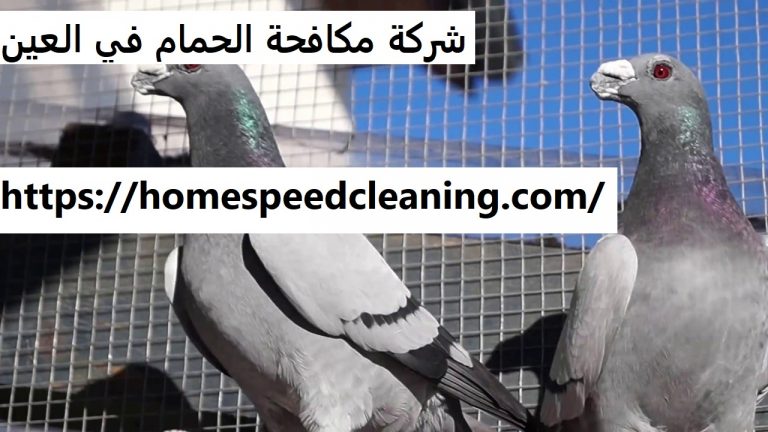 شركة مكافحة الحمام في العين