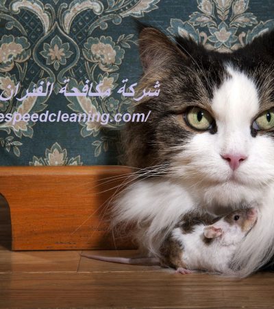 شركة مكافحة الفئران في ابوظبي
