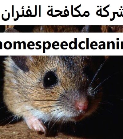 شركة مكافحة الفئران في العين