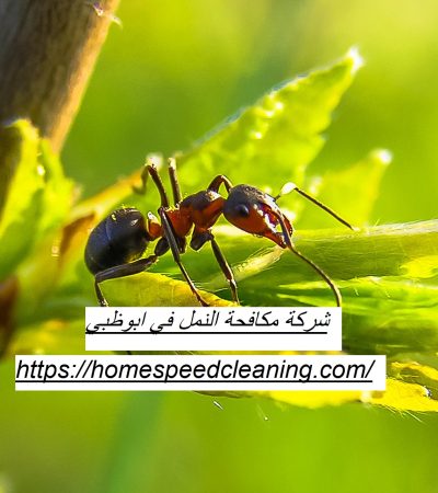 شركة مكافحة النمل في ابوظبي