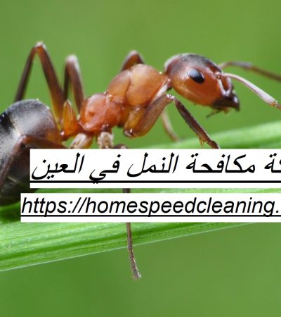 شركة مكافحة النمل في العين