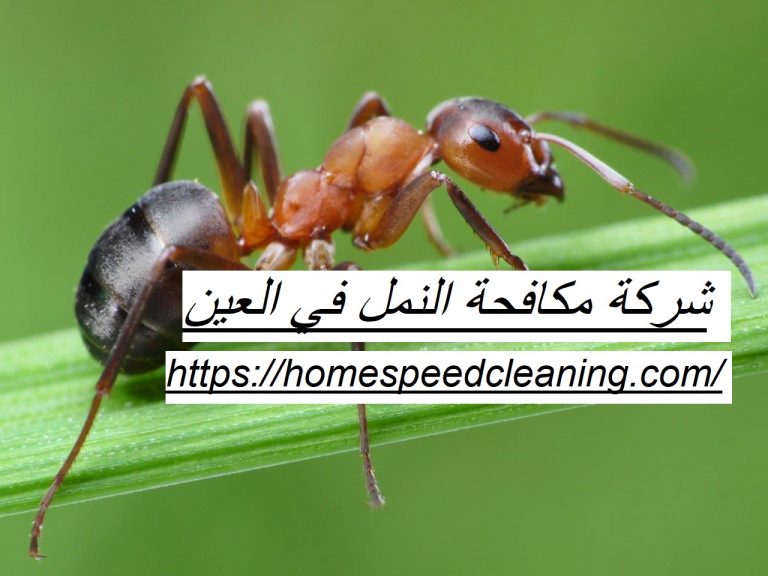 شركة مكافحة النمل في العين
