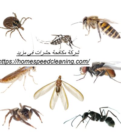 شركة مكافحة حشرات في مزيد