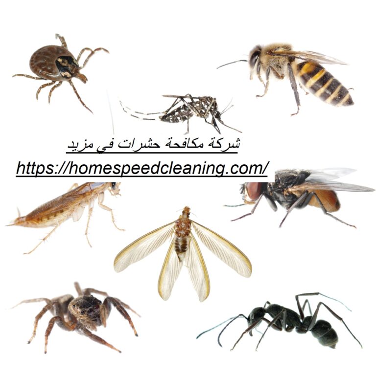 شركة مكافحة حشرات في مزيد