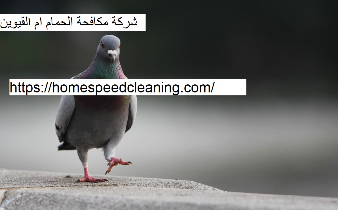 شركة مكافحة الحمام ام القيوين