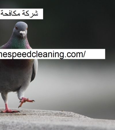 شركة مكافحة الحمام ام القيوين