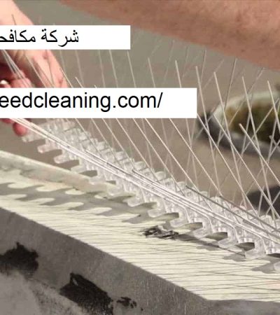 شركة مكافحة الحمام راس الخيمة