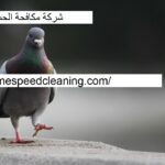 شركة مكافحة الحمام في الشارقة