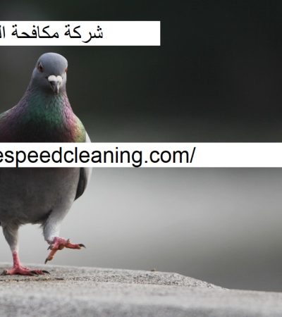 شركة مكافحة الحمام في الشارقة