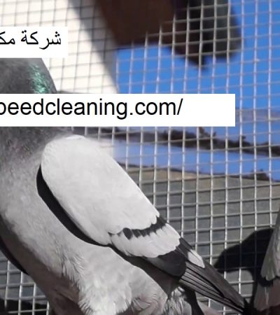 شركة مكافحة الحمام في دبي