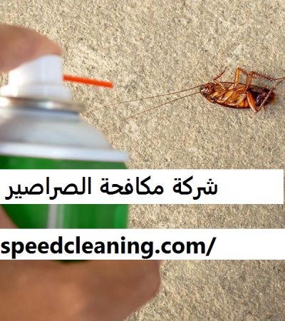 شركة مكافحة الصراصير في رأس الخيمة