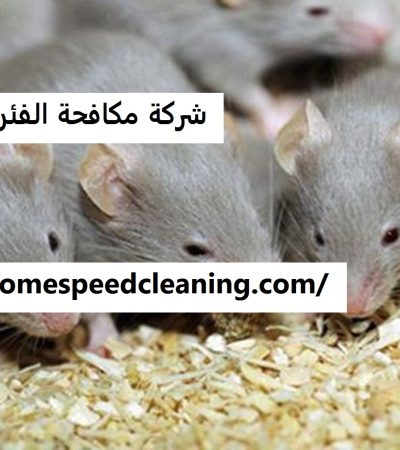 شركة مكافحة الفئران الشارقة
