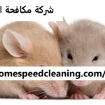 شركة مكافحة الفئران دبي