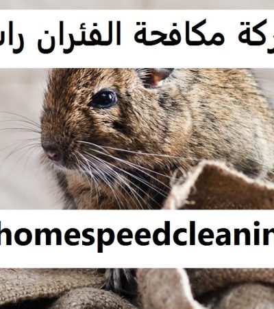 شركة مكافحة الفئران راس الخيمة