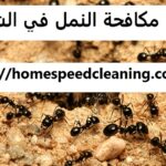 شركة مكافحة النمل في الشارقة