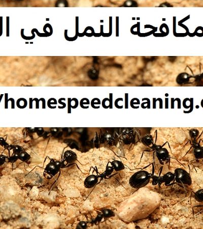 شركة مكافحة النمل في الشارقة