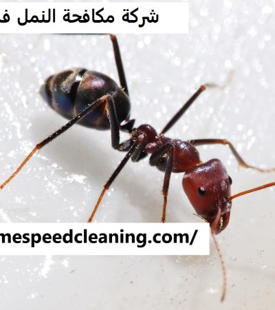 شركة مكافحة النمل في ام القيوين