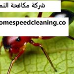 شركة مكافحة النمل في دبي