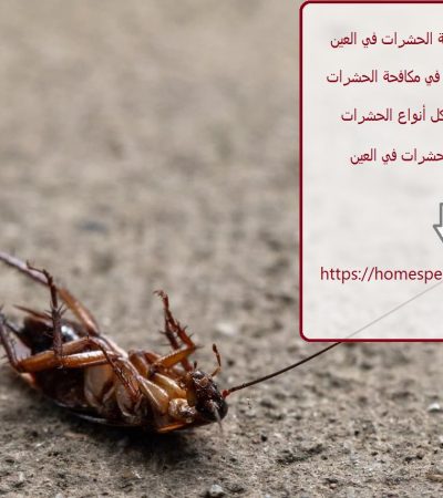 أفضل شركات مكافحة الحشرات في العين