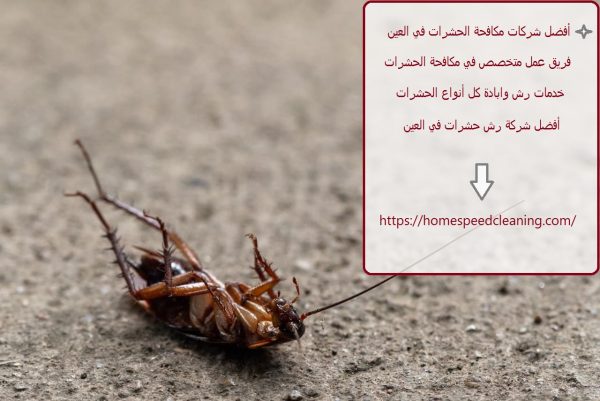 أفضل شركات مكافحة الحشرات في العين