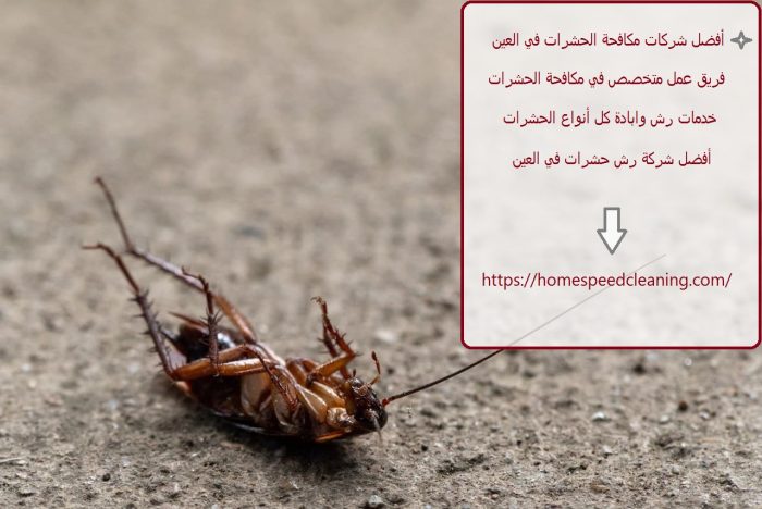 أفضل شركات مكافحة الحشرات في العين