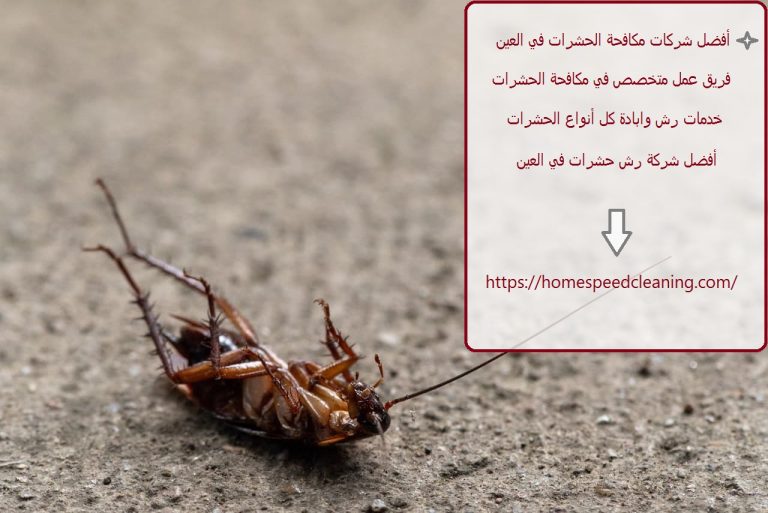 أفضل شركات مكافحة الحشرات في العين