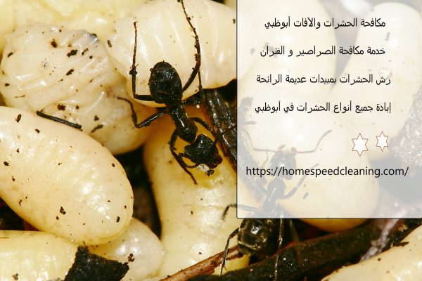 مكافحة الحشرات والآفات أبوظبي