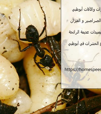 مكافحة الحشرات والآفات أبوظبي